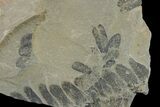 Pennsylvanian Fossil Fern (Macroneuropteris) Plate - Kentucky #181346-1